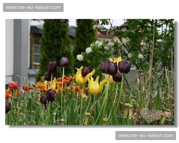 摩纳哥vs荷兰：两种生活哲学的极致碰撞，一场不止于奢华与郁金香的对话